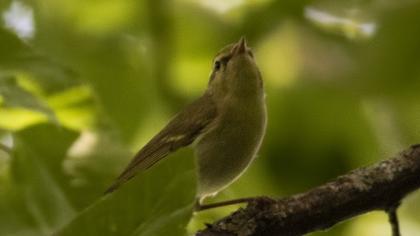 Green Warbler