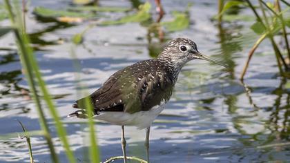 Green Sandpiper