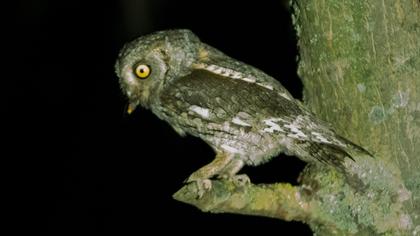 Eurasian Scops Owl