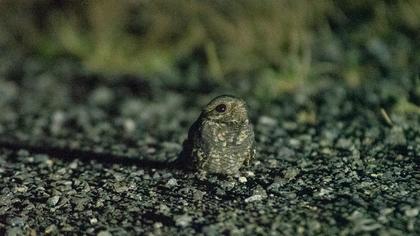 European Nightjar