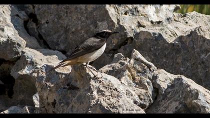 Red-tailed Wheatear