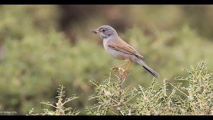 Spectacled Warbler
