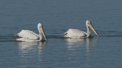 Dalmatian Pelican