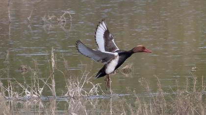 Red-crested Pochard