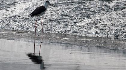Black-winged Stilt