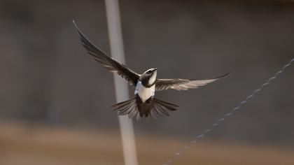 Alpine Swift