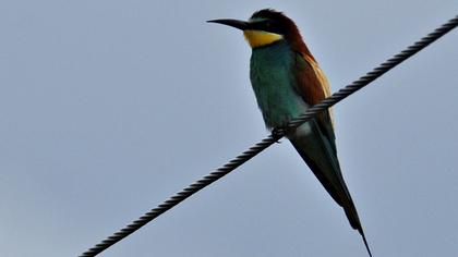 European Bee-eater