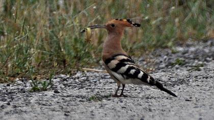 Eurasian Hoopoe