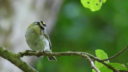 Common Firecrest