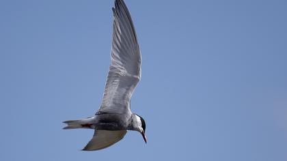 Whiskered Tern