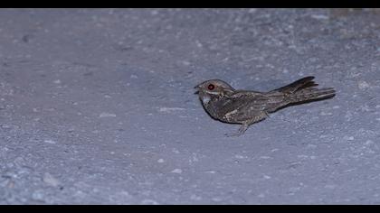 European Nightjar