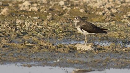 Green Sandpiper