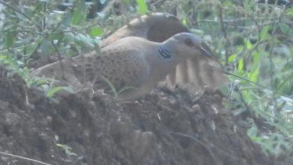 European Turtle Dove