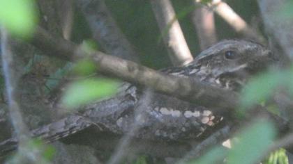 European Nightjar