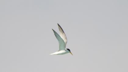 Little Tern