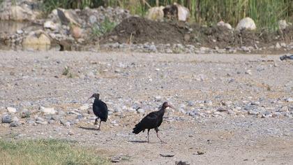 Northern Bald Ibis