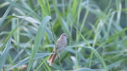 Iraq Babbler