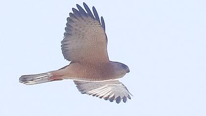 Levant Sparrowhawk