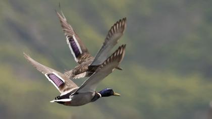 Mallard