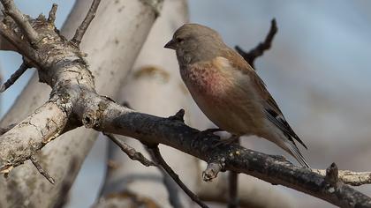 Common Linnet