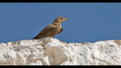 Desert Lark