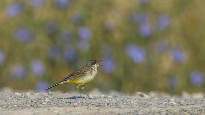 Western Yellow Wagtail