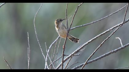 Zitting Cisticola