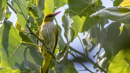 Eurasian Golden Oriole