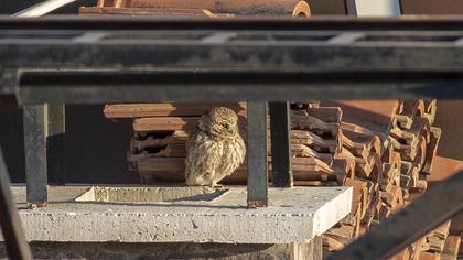 Little Owl