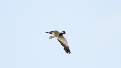 Red-wattled Lapwing