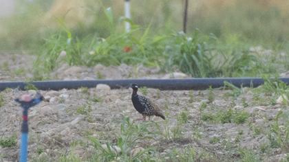 Black Francolin