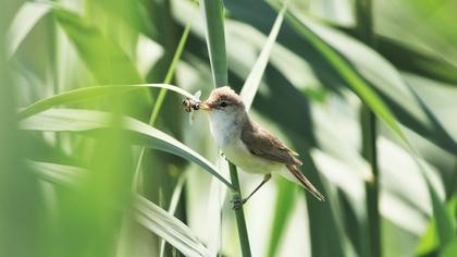 Eurasian Reed Warbler