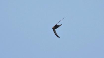 Common Swift