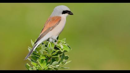 Red-backed Shrike