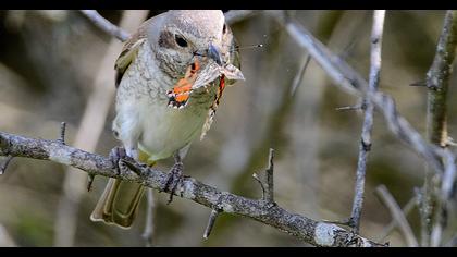 Red-backed Shrike