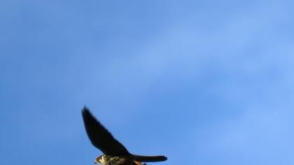 Eurasian Hobby