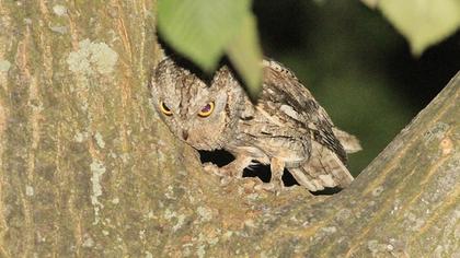 Eurasian Scops Owl