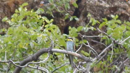 European Bee-eater