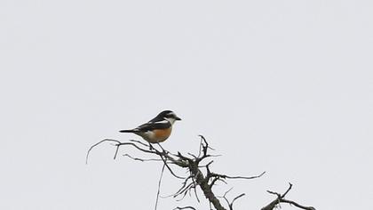 Masked Shrike