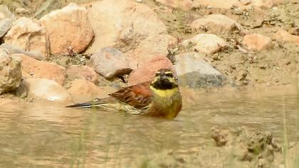 Cirl Bunting