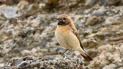 Black-eared Wheatear