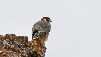 Peregrine Falcon