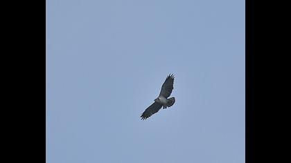 Short-toed Snake Eagle