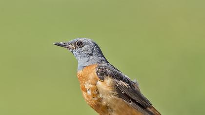 Common Rock Thrush