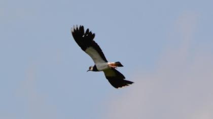 Northern Lapwing