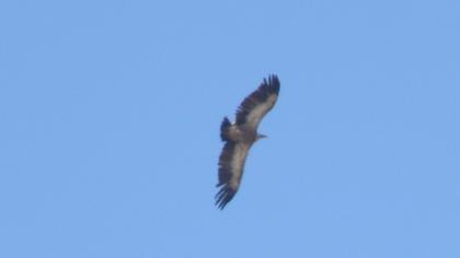 Griffon Vulture
