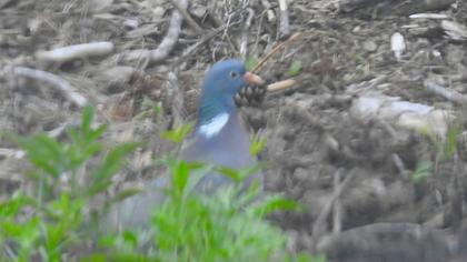 Common Wood Pigeon