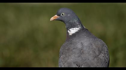 Common Wood Pigeon