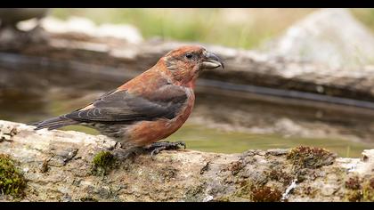 Red Crossbill