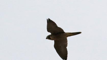 Peregrine Falcon